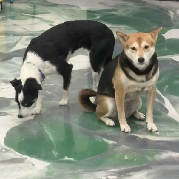 Happy overnight boarder at K9 Rox Club